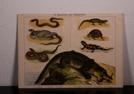 Schreiber Reptielen en Amphibien