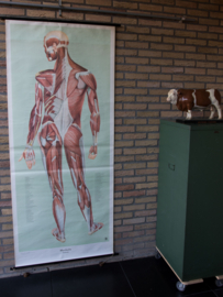 Spieren achterzijde