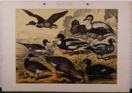 Schreiber Eend, Gans, Pinguin en Fuut