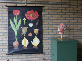 Tulp