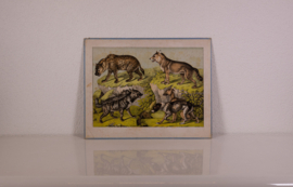 Schreiber Hond Wolf Hyena