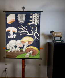 Champignon Litho