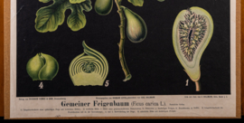Gemeiner Feigenbaum