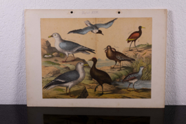 Schreiber Kokmeeuw, Kemphaan, Pelikaan en Zwaan