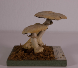Agaricus Silvicola Vittadini