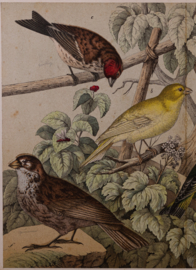 Schreiber Huismus, Vink, Kanarie en Putter