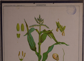 Botanisch  8