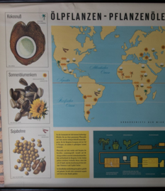 Olierijke planten