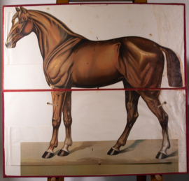 Paard anatomie