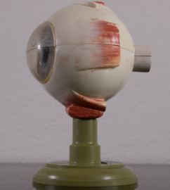 Oog 21 cm
