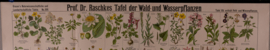 Bos en waterplanten planten
