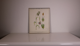 Botanisch  7