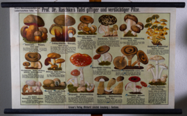 Verdachte en giftige paddenstoelen