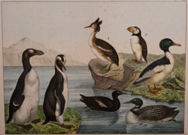 Schreiber Fuut Pinguin