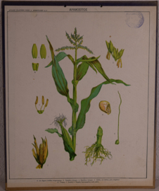 Botanisch  8