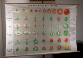 Van bloesem tot vrucht
