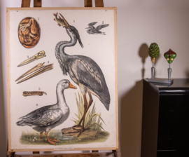 Reiger gans