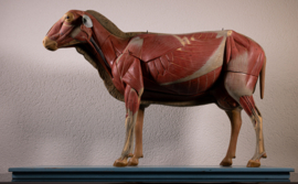 Schaap