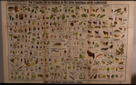Schadelijke insecten