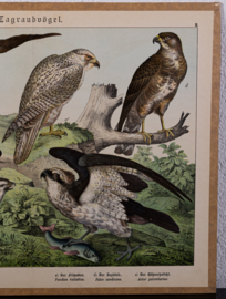 Schreiber Buizerd en Visarend