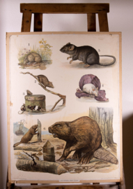 Muis rat bever