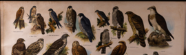 Dagroofvogels en uilen