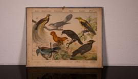 Schreiber Wielewaal Paradijsvogel