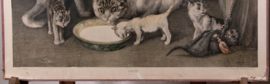 Katten
