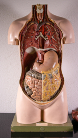 Torso Somso €500