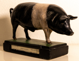 Varken  Britisch Saddleback