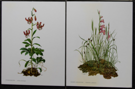 4 Schoolplaatjes    Botanisch  6