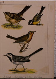 Schreiber Kanarie en Roodborst