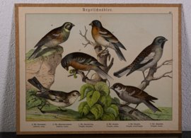 Schreiber Vink en Huismus
