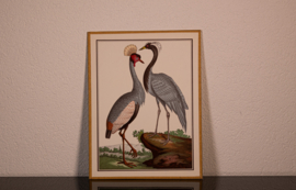 Vogelplaatje 7 Litho