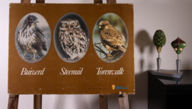 Buizerd Steenuil Torenvalk