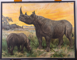 Neushoorn