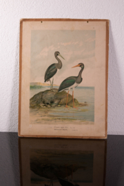 Zwarte Ooievaar