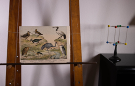 Schreiber Kievit Ibis Kraanvogel