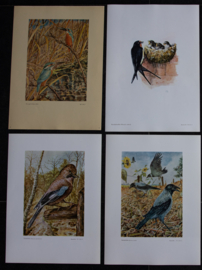 Beschermde vogels