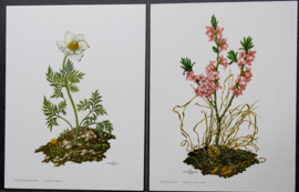 4 Schoolplaatjes    Botanisch  5