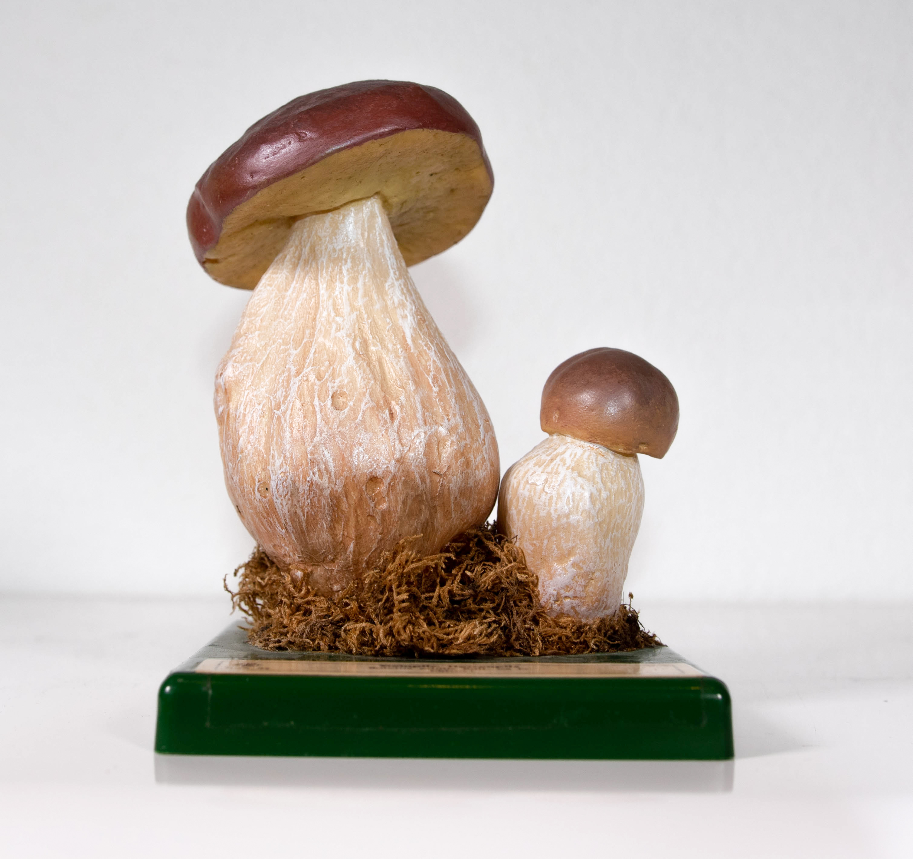 Boletus Edulis Bull