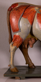 Oude vintage anatomische koe van Somso.
