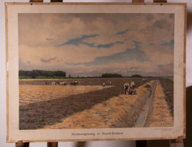 Heideontginning in Noord Brabant