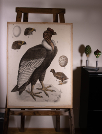 Condor