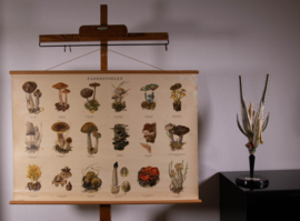 Paddestoelen II