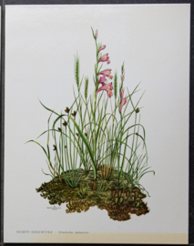 4 Schoolplaatjes    Botanisch  4