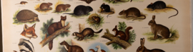 Kleine zoogdieren