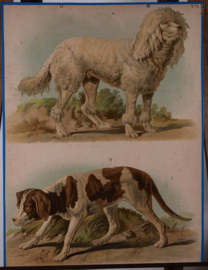 Honden 1