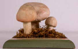 Agaricus (Psalliota) Compester