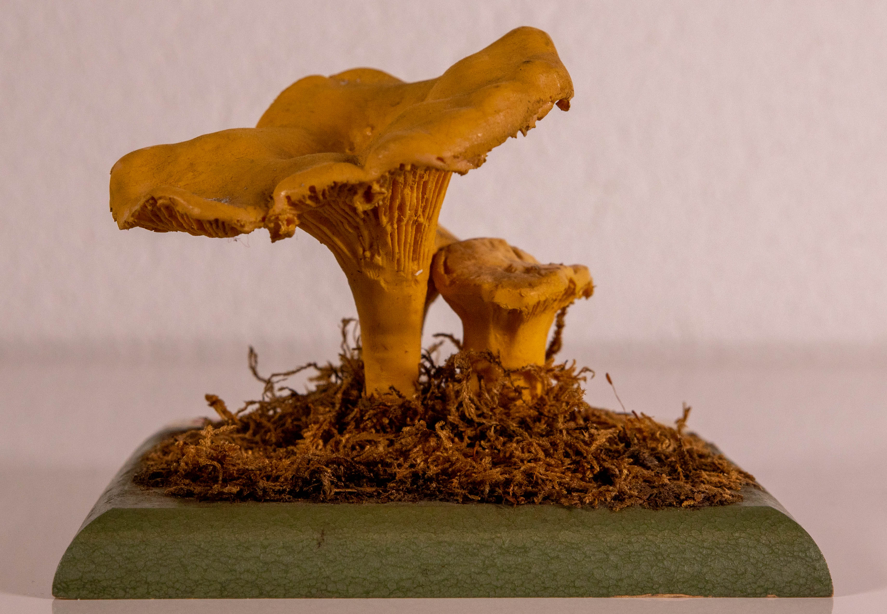 Cantharellus Cibarius